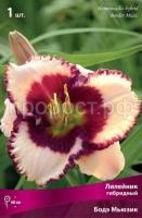 Лилейник гибридный Бодэ Мьюзик