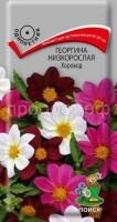 Георгина низкорослая Хоровод Георгина низкорослая Хоровод