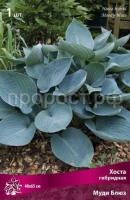 Хоста гибридная Муди Блюз