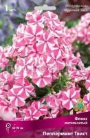 Флокс метельчатый Пепперминт Твист