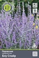 perovskiya-lebedolistnaya-blu-spayr