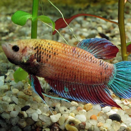 Петушок коронохвостый (Betta splendens CT)