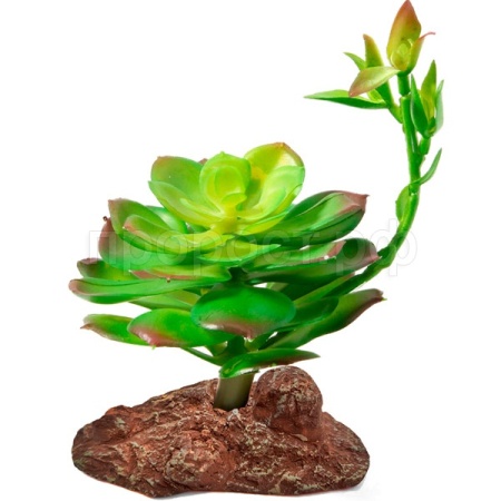 Растение Эониум Laguna 100*100*160мм/84044005