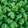 Шпинат Жирнолистный 400г