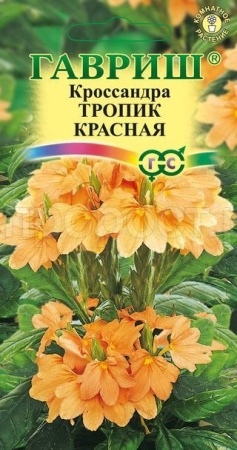 Кроссандра Тропик красная 3 шт Кроссандра Тропик красная 3 шт