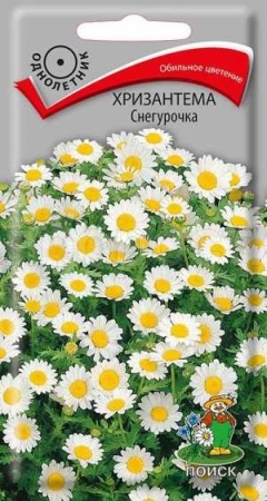 Хризантема Снегурочка 30шт Хризантема Снегурочка 30шт