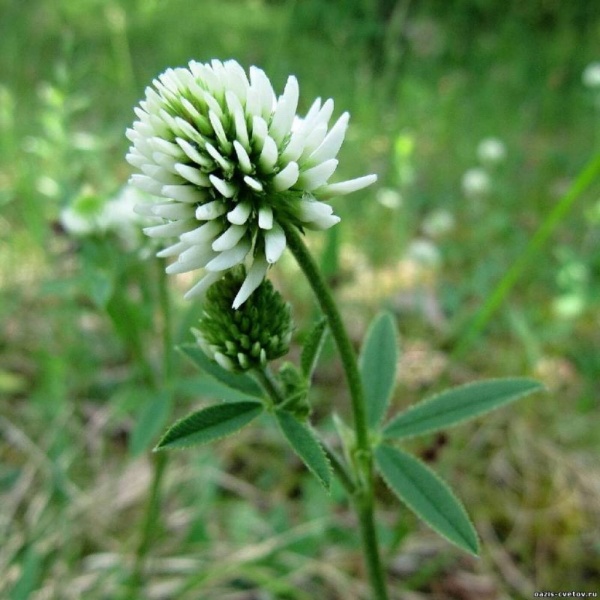 З.У. Клевер белый 1 кг. (10шт/уп)