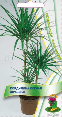 Кордилина южная (драцена) 5шт Кордилина южная (драцена) 5шт