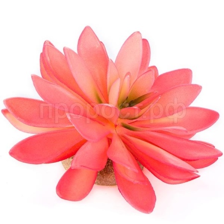 Растение TERRA DELLA Эхеверия большая розовое 14x13x9.5см (Нидерланды) Растение TERRA DELLA Эхеверия большая розовое 14x13x9.5см (Нидерланды)