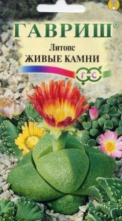 Литопс Живые камни 5 шт Литопс Живые камни 5 шт