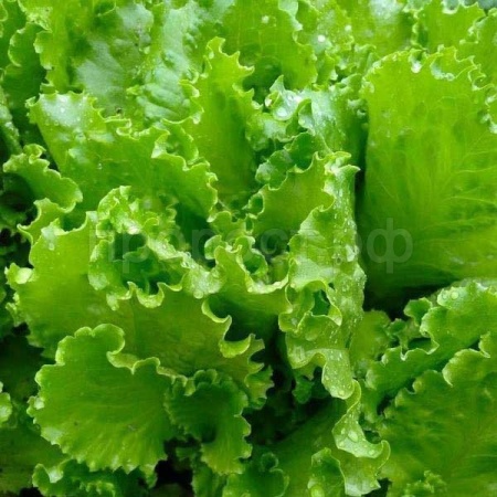 Салат Азарт 5г Салат Азарт 5г