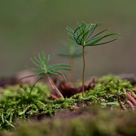 Грунт Фаско для Хвойных и Бонсай 5л  Грунт Фаско для Хвойных и Бонсай 5л