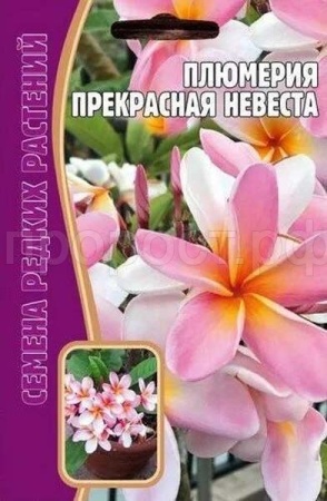 Плюмерия Прекрасная Невеста 3 шт Плюмерия Прекрасная Невеста 3 шт