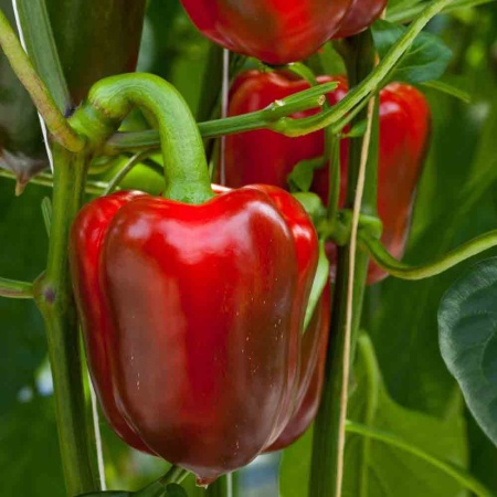 Перец сладкий Подарок Молдовы 0,2г