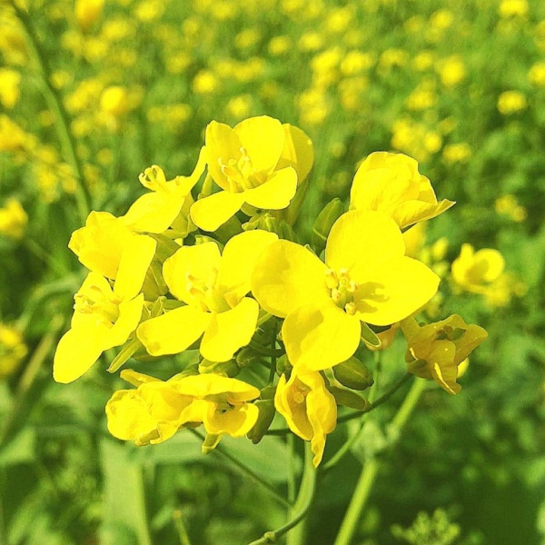 З.У. Горчица белая 1 кг. (10шт/уп)