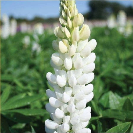 Семена люпина белого 1 кг Семена люпина белого 1 кг