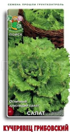 Салат Кучерявец Грибовский 1 гр  Салат Кучерявец Грибовский 1 гр