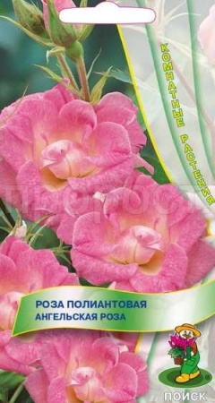 Роза полиантовая Ангельская роза 5шт Роза полиантовая Ангельская роза 5шт