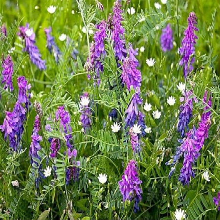 Семена вики 1 кг